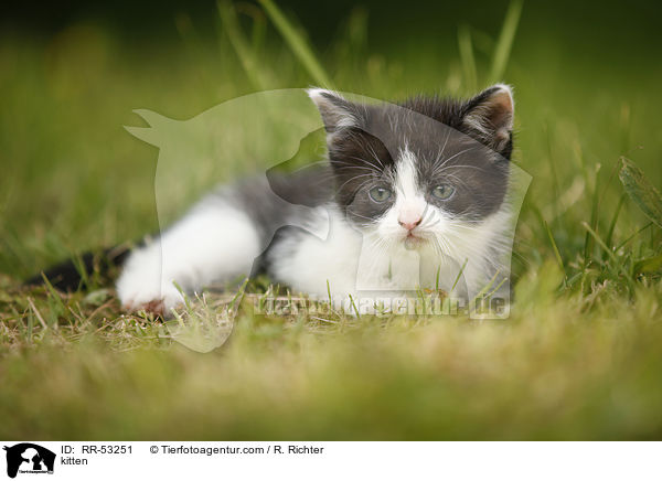 kitten / RR-53251