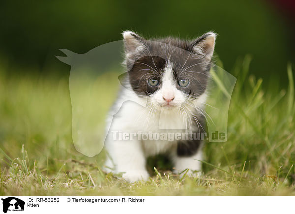kitten / RR-53252