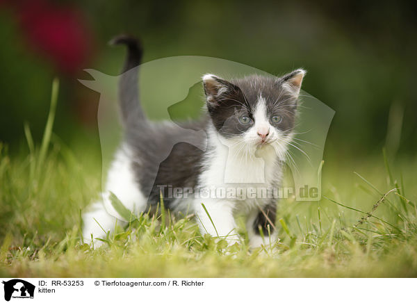kitten / RR-53253