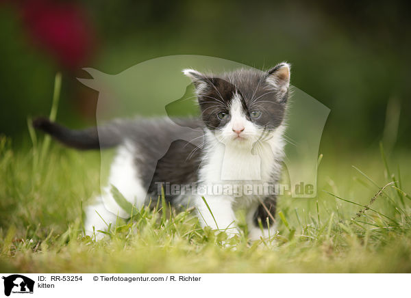 kitten / RR-53254