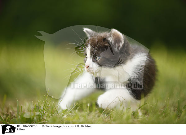 kitten / RR-53256