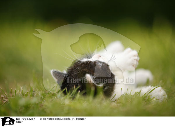 kitten / RR-53257