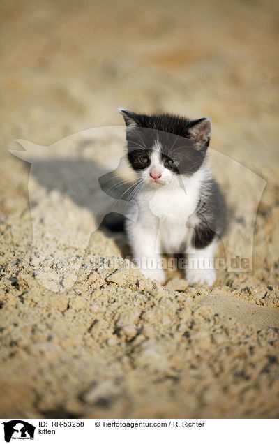 kitten / RR-53258