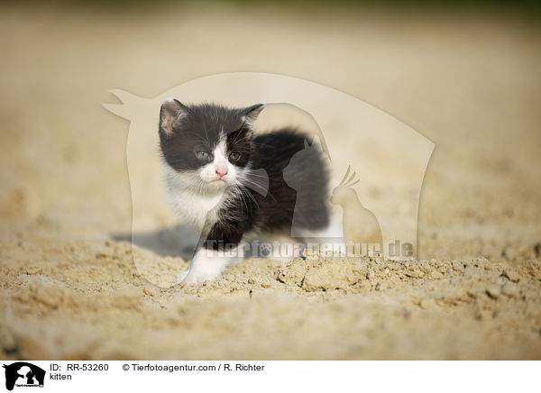 kitten / RR-53260