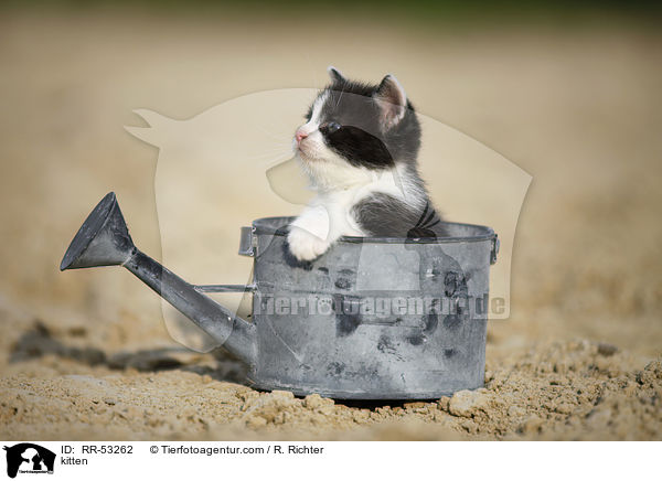 kitten / RR-53262