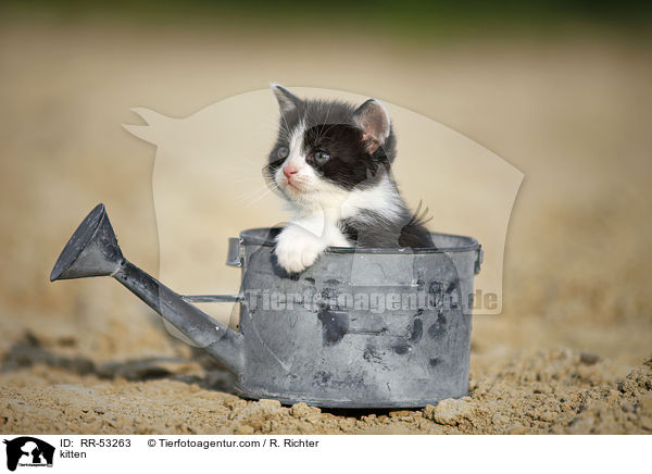 kitten / RR-53263