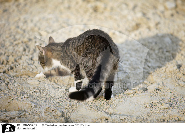 domestic cat / RR-53269