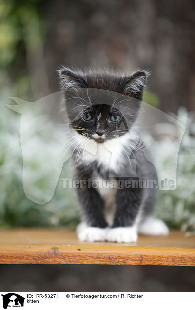 kitten / RR-53271