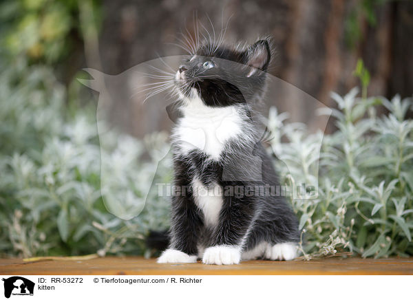 kitten / RR-53272