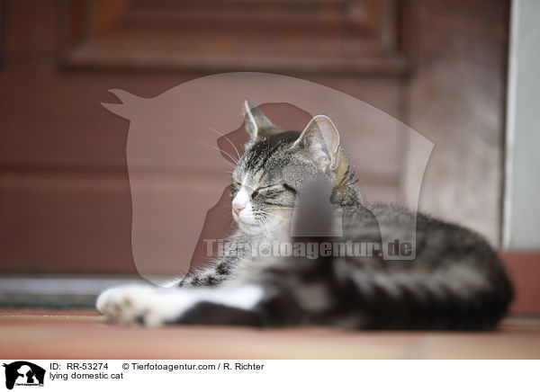 liegende Hauskatze / lying domestic cat / RR-53274