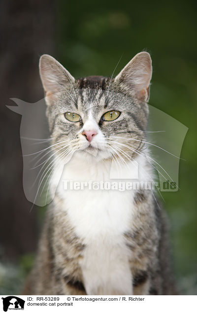 Hauskatze Portrait / domestic cat portrait / RR-53289