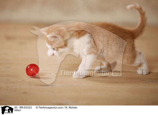 kitten / RR-53323