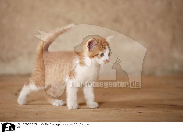 kitten / RR-53325