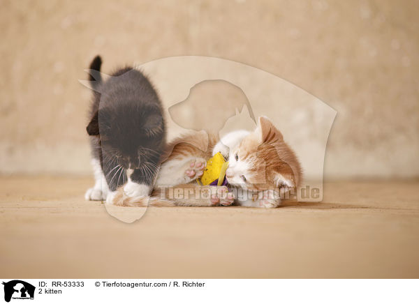 2 kitten / RR-53333