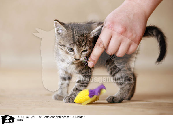 kitten / RR-53334