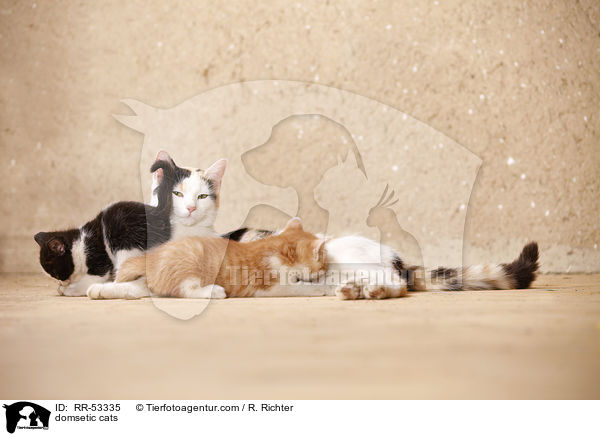 domsetic cats / RR-53335