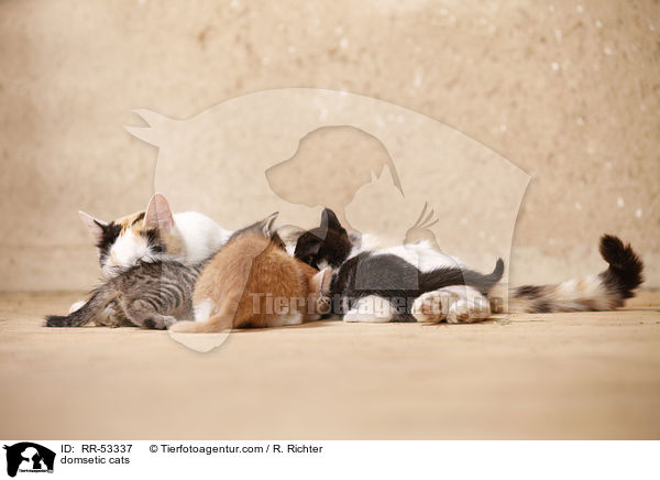 domsetic cats / RR-53337