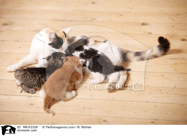 domsetic cats / RR-53339