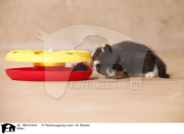 kitten / RR-53343