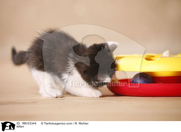 Hausktzchen / kitten / RR-53344