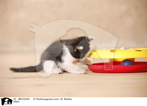 kitten / RR-53345