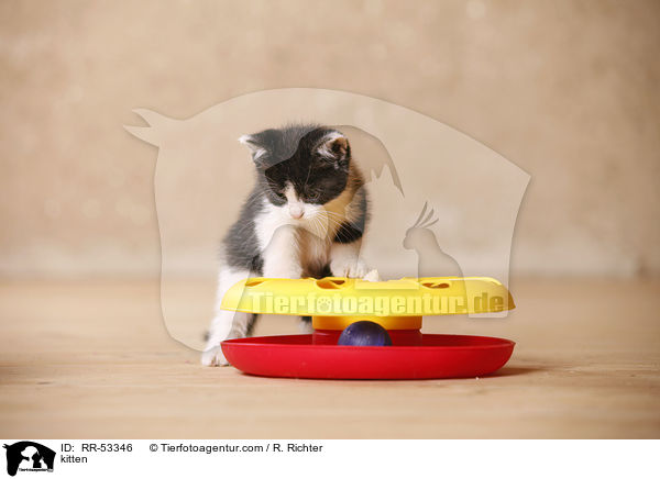 kitten / RR-53346