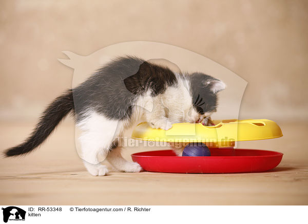 kitten / RR-53348
