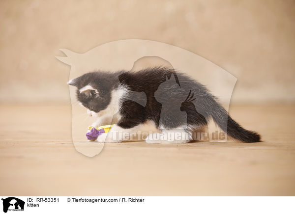 kitten / RR-53351