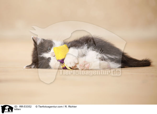 kitten / RR-53352