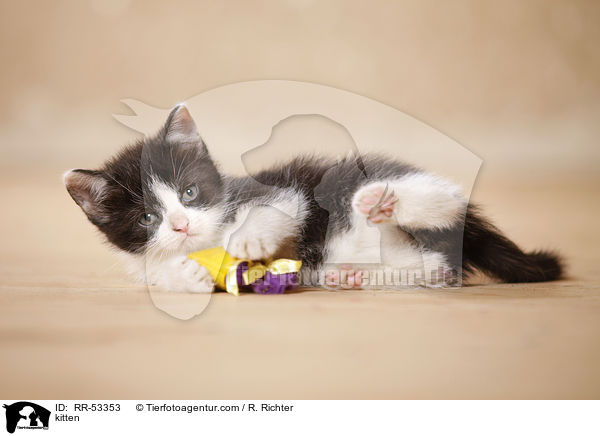kitten / RR-53353