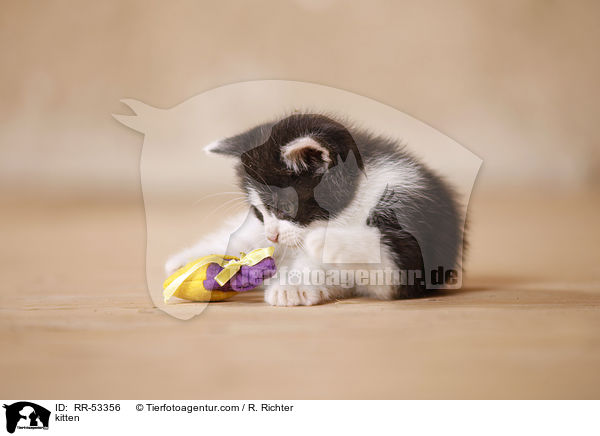 kitten / RR-53356