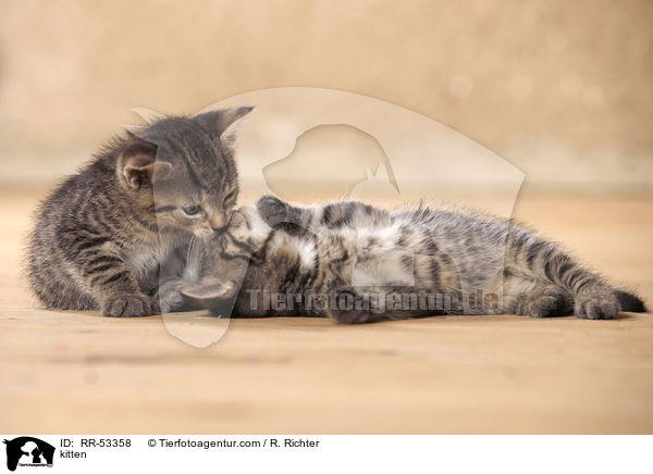 kitten / RR-53358