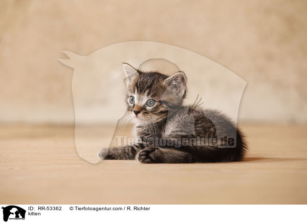kitten / RR-53362