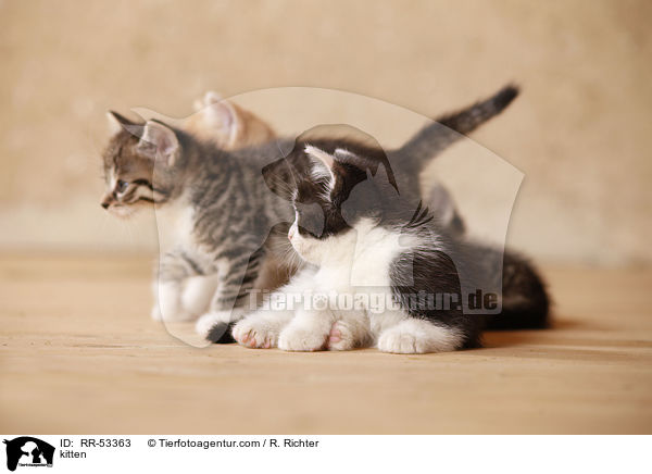 kitten / RR-53363