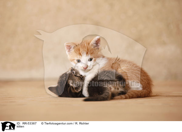 kitten / RR-53367