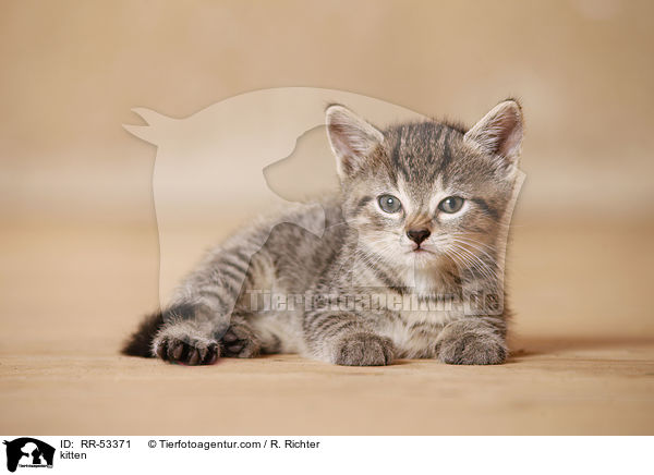kitten / RR-53371