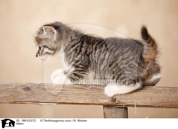 kitten / RR-53372
