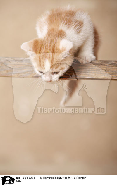kitten / RR-53376