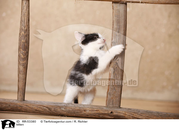kitten / RR-53380