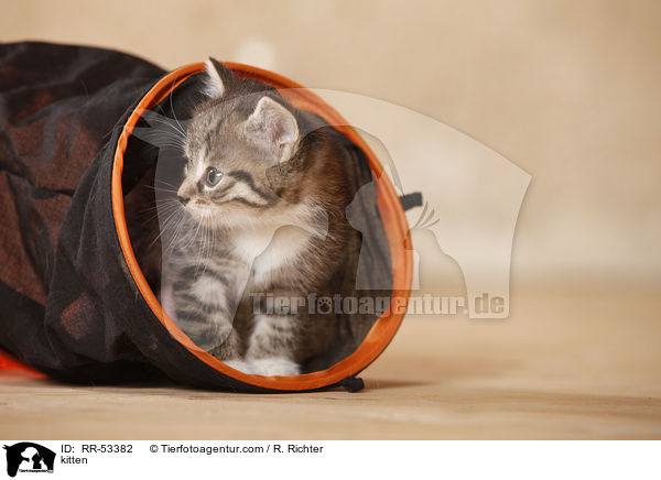 Hausktzchen / kitten / RR-53382