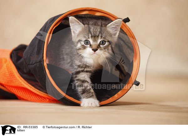 kitten / RR-53385