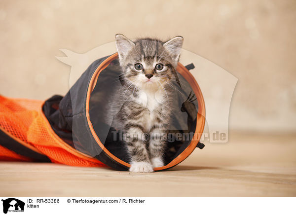 Hausktzchen / kitten / RR-53386