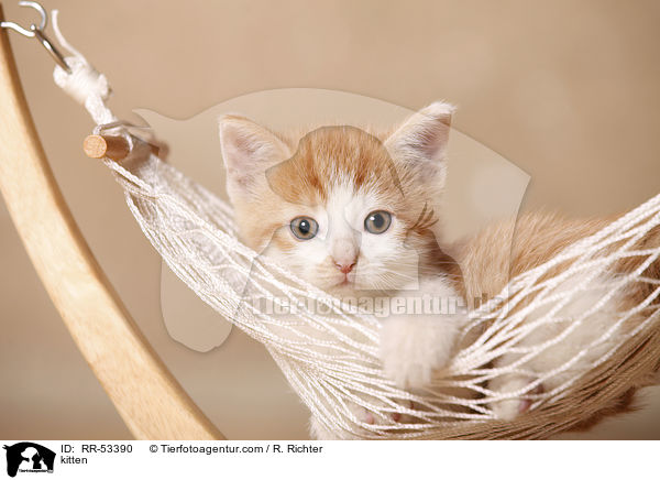 kitten / RR-53390