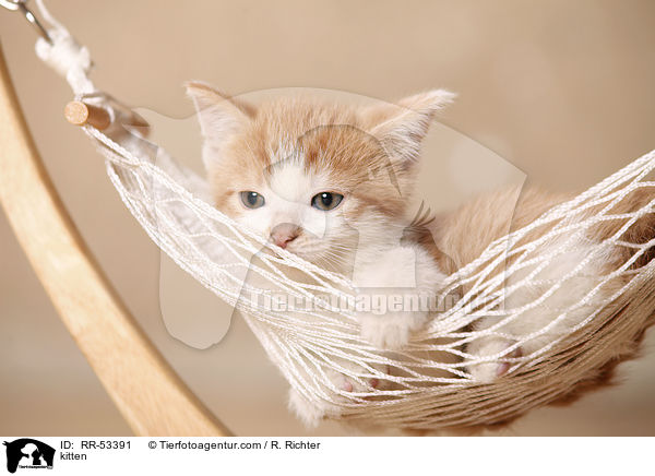 kitten / RR-53391