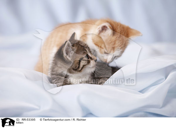 kitten / RR-53395