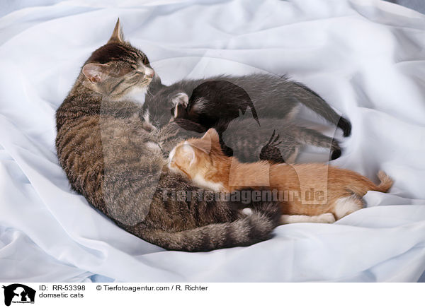 domsetic cats / RR-53398