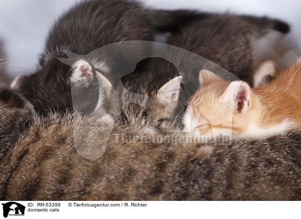 domsetic cats / RR-53399