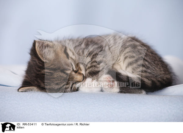 kitten / RR-53411