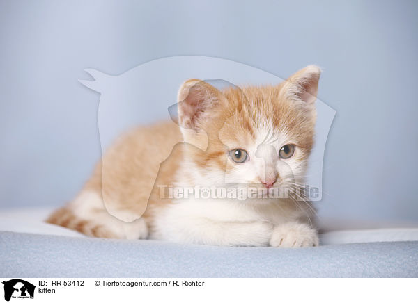 kitten / RR-53412