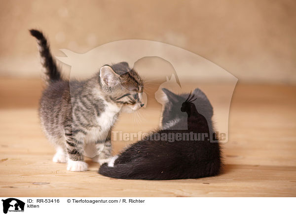 Hausktzchen / kitten / RR-53416